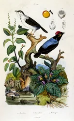 Botanisk och zoologisk illustration av F. E. Guerin. Från Dictionnaire pittoresque d