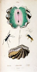 Botanisk och zoologisk illustration av F. E. Guerin. Från Dictionnaire pittoresque d