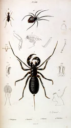 Botanisk och zoologisk illustration av F. E. Guerin. Från Dictionnaire pittoresque d