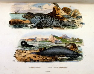 Botanisk och zoologisk illustration av F. E. Guerin. Från Dictionnaire pittoresque d