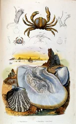 Botanisk och zoologisk illustration av F. E. Guerin. Från Dictionnaire pittoresque d
