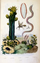 Botanisk och zoologisk illustration av F. E. Guerin. Från Dictionnaire pittoresque d