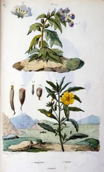 Botanisk och zoologisk illustration av F. E. Guerin. Från Dictionnaire pittoresque d