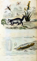 Botanisk och zoologisk illustration av F. E. Guerin. Från Dictionnaire pittoresque d
