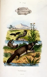 Botanisk och zoologisk illustration av F. E. Guerin. Från Dictionnaire pittoresque d