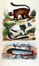 Botanisk och zoologisk illustration av F. E. Guerin. Från Dictionnaire pittoresque d