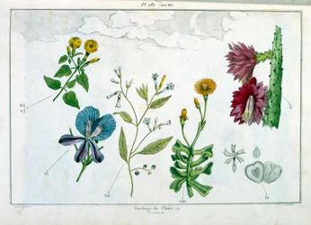 Botanisk illustration av F. E. Guerin. Från Dictionnaire pittoresque d