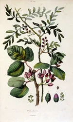 Botanisk illustration av F. E. Guerin. Från Dictionnaire pittoresque d