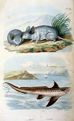 Chimaeras ordningen Chimaeriformes, informellt känd som spökhajar, råttfiskar; Botanisk och zoologisk illustration av F. E. Guerin. Från Dictionnaire pittoresque d