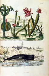 Illustration av kaktusar och en strandad val, från "Picturesque Dictionary of Natural History and Natural Phenomena" 19:e (gravyr)