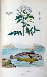 Jasmine (Jasmin). Johnius (krokfisk). Botanisk och zoologisk illustration av F. E. Guerin. Från Dictionnaire pittoresque d