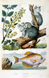 Koalabjörn och fisk. Botanisk och zoologisk illustration av F. E. Guerin. Från Dictionnaire pittoresque d