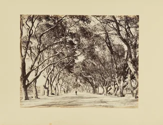Kairo, Allée de Choubra