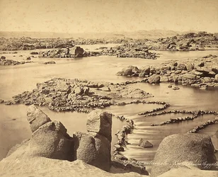 Nilens grå starr, Egypten