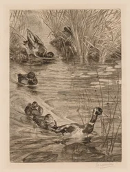 Ankor som leker, c. 1870.