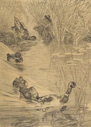 Duck Frolic, 1850-1914.