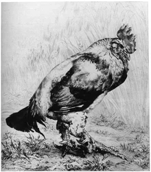 The Rooster, c1850-1910, 1924.