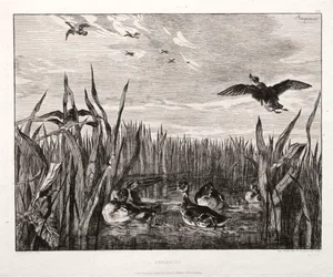 Teals, 1853 tryckt 1864.