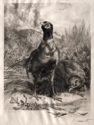 Fasanerna, 1899.