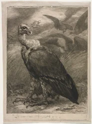 Gam, 1904