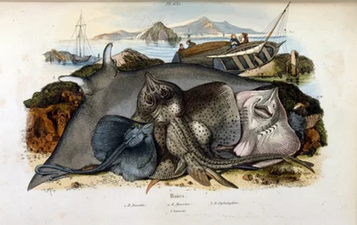 Illustration av Manta Ray fisk. (kromolitografi från Pittoresk ordbok över naturhistoria och naturfenomen av Felix-Edouard Guerin