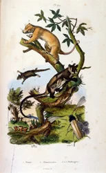 Illustration av däggdjur och insekter. (kromolitografi från Pittoresk ordbok över naturhistoria och naturfenomen av Felix-Edouard Guerin