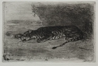 Tiger som ligger vid ingången till sin håla.