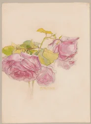 Rosor