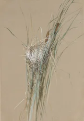 Fågelbo i Cattails, ca. 1875.