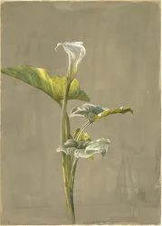 Calla Lily, 1875 (wc på papper)