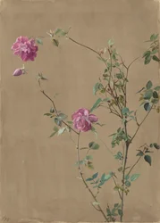 Rosa rosor