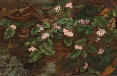 Efterföljande Arbutus