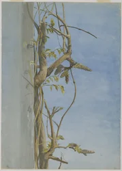Wisteria på en vägg (wc på papper)