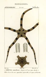 Spröd stjärna tagghuding, Ophiomastix annulosa, Ophiura annulosa
