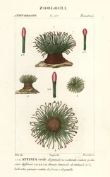 Medelhavsormlås havsanemon, Anemonia sulcata
