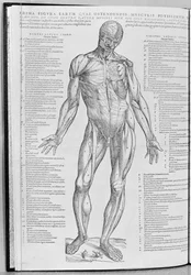 Anatomisk studie, illustration från The Epitome of the Human Body av Andreas Sheldon (1514-64) publicerad i Basel, 1543
