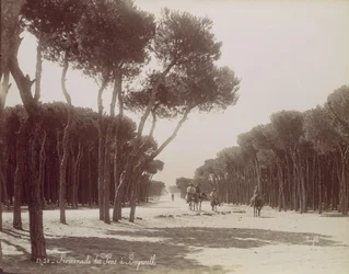 Promenade des Pins i Beirut, ca. 1870.
