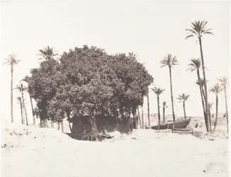 Esneh, dadelpalmer, sycamore och kaffe på kanten av Nilen, 1851-52, tryckt 1853-54.