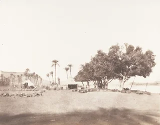 Korósko, Sycomores och en campment of a caravan for the Sennâr, 1851-52, tryckt 1853-54.