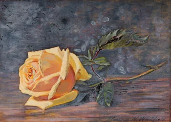 Gul ros, 1887.