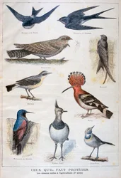 Fåglar som är skyddade och hjälpsamma inom jordbruket, 1897