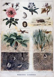 Skadliga insekter, 1897