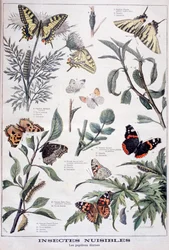 Skadliga insekter: dagsljusfjärilar, 1897