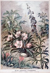 Skadliga växter, 1897