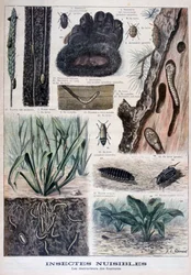 Insekter som är skadliga för päls, 1897