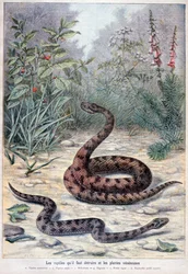 Ormar och giftiga växter, 1897