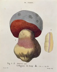 Tubiporus cepa, tavla 176 från "Iconographie des Champignons de J.J. Paulet" av J. H. Leveille, graverad av Tourcaty, 1855.