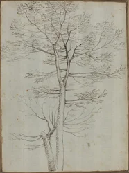 Bare Tree [averso]