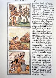 Scener av bondeliv, veteskörd, rensning på matta och strump i burkar, text på Nahuati, från faksimil av manuskriptet General History of Things of New Spain, även känd som Florentine Codex, av Bernardino de Sahagun