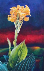 Gul Canna Lily